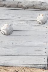 Seashells on the white wooden board, summer background