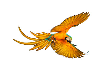 Obraz premium Colorful Macaw parrot flying isolated on transparent background png file