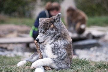 portrait akita tigré reniflant son bâton !