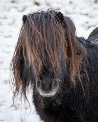 Horse with very long messy hair in winter