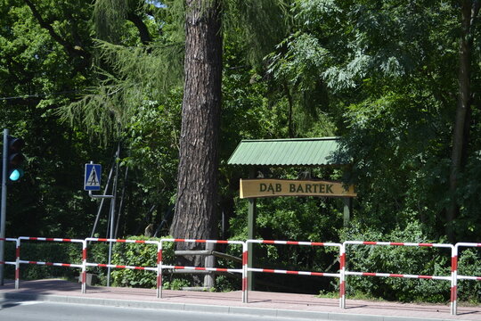 Dąb Bartek, drzewo, przyroda, park, zieleń, krajobraz, lato,  