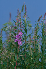 Schmalblättriges Weidenröschen (Epilobium angustifolium)	
