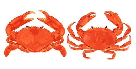 Crab isolated on white background. Vector eps 10. crab vector on sand color background, perfect for wallpaper or design elements	