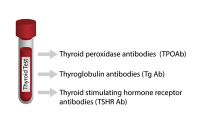 Thyroid test,Thyroid gland.  Thyroglobulin, Thyroid peroxidase and Thyroid stimulating hormone receptor antibodies. Hypothyroidism and hyperthyroidism. Endocrinology,  Autoimmune. Vector illustration.