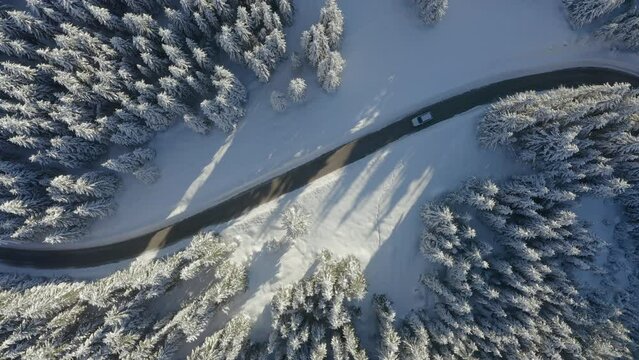Aerial - Top and static view from a drone of white car driving on ploughed road through snowy landscape of spruce trees
