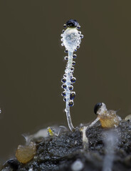 Pillenwerfer (Pilobolus kleinii) Höhe ca. 3mm