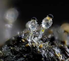 Pillenwerfer (Pilobolus kleinii) Höhe ca. 3mm