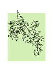 Vector illustration. Maple branch in a minimalist style on a light green background
