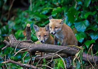 A fox family exploring the garden