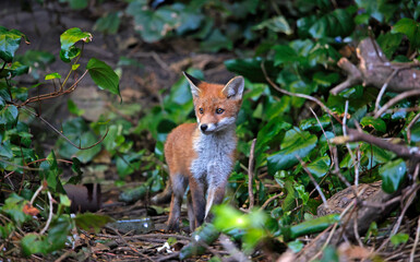 A fox family exploring the garden