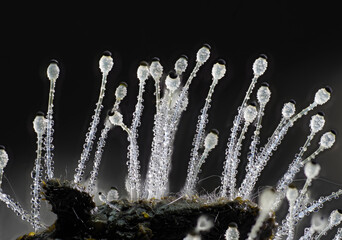 Pillenwerfer (Pilobolus kleinii) Höhe ca. 3mm