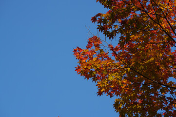 赤く染まる紅葉