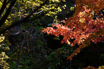 赤く染まる紅葉