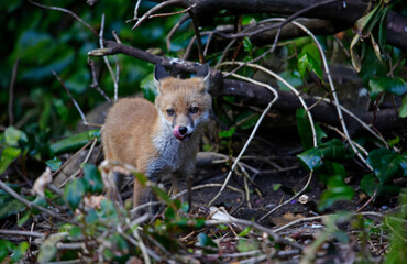 Fototapeta premium A fox family exploring the garden