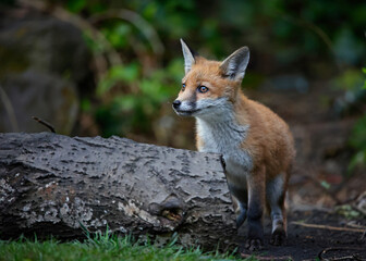 A fox family exploring the garden