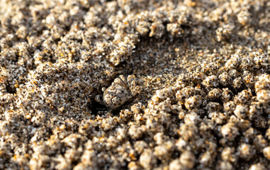 sand crab building a hole in at the beach