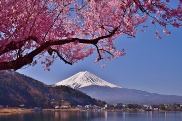 河口湖より望む満開の桜と富士山