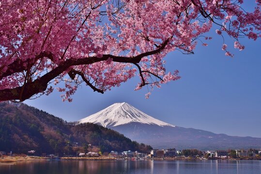 河口湖より望む満開の桜と富士山 © sada