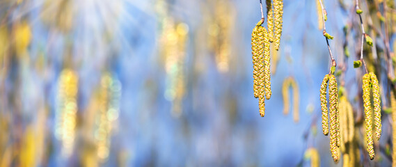 close-up of blooming birch tree pollen on blue blurred sky background, pharma concept for pollen...