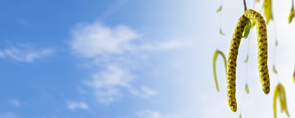close-up of flowering birch tree branch, birch pollen on blue sky background, pollen allergy...