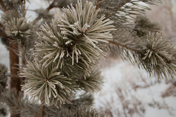In winter, there are severe frosts, and all the trees are covered with frost and snowflakes.