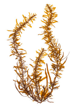 sargassum brown algae isolated on white background.