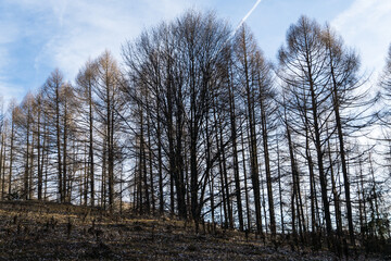 trees in the field,  Baiului Mountains, Romania 