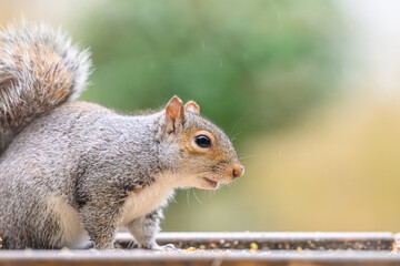 close up of a grey squirrel
