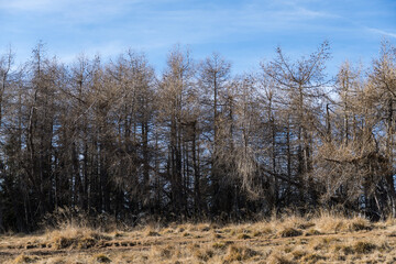 trees in the forest, Baiului Mountains, Romania 