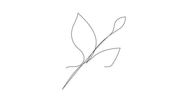 One Line Drawing Eucalyptus Leaf Twig Animation, Minimal One Line Drawing Palm Tree Leaf, Continuous Line Draw, Tropical Animated Illustration