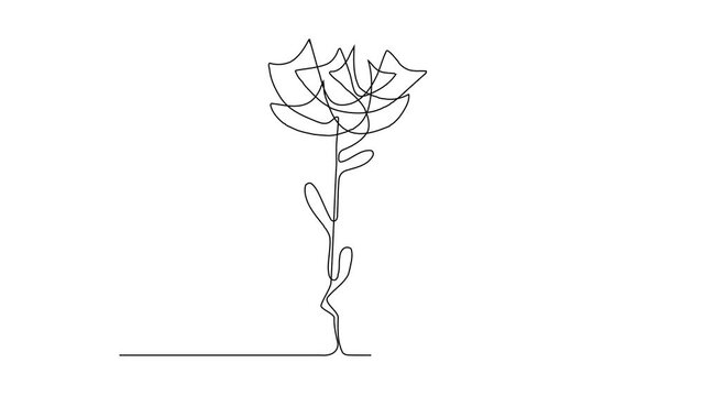 Continuous Thin Line Flower Drawing Animation, Minimalist Botanical Draw, One Line Art Flowering Blossom, Single Floral Outline Animated Drawing