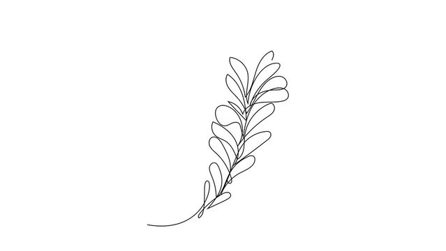 One Line Drawing Eucalyptus Leaf Twig Animation, Minimal One Line Drawing Palm Tree Leaf, Continuous Line Draw, Tropical Animated Illustration