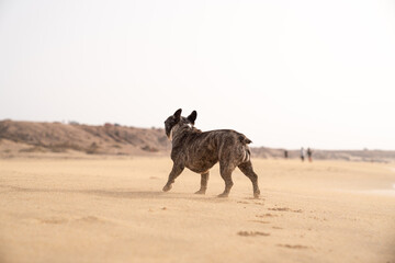 Hund Strand Fuerteventura