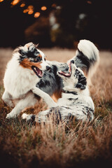 Dwa bawiące się psy 