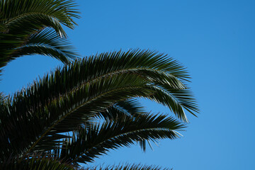 Fototapeta na wymiar Fuerteventura Palme