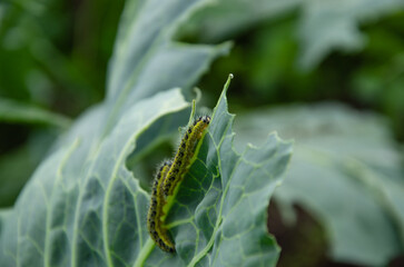caterpillars on cabbage leaves, eat the crop in the garden