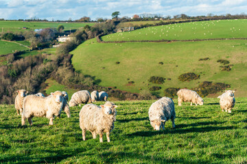 Sheep on farms, Devon, England, Europe