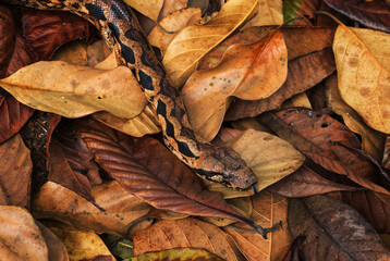 Madagascar Boa - Acrantophis madagascariensis, the largest snake of Madagascar forests. Endemic snake.