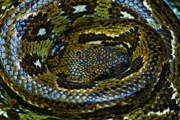 Madagascar Boa - Acrantophis madagascariensis, the largest snake of Madagascar forests. Endemic snake.