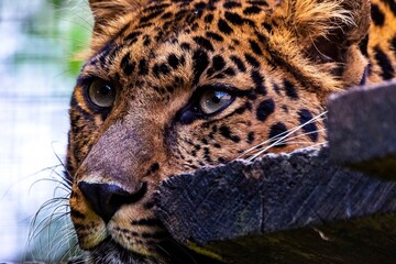 A close up portrait of the head of a amur leopard lying on a wooden platform and looking around in a zoo in Belgium. The predator animal is looking for prey to catch.
