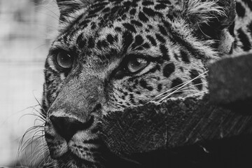A dark black and white close up portrait of the head of a amur leopard lying on a wooden platform and looking around in a zoo in Belgium. The predator animal is looking for prey to catch.