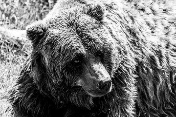A portrait in black and white of a brown grizzly bear lying in the grass. The mammal is a dangerous...