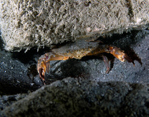 A Swimming Crab (Portunidae) in Florida, USA
