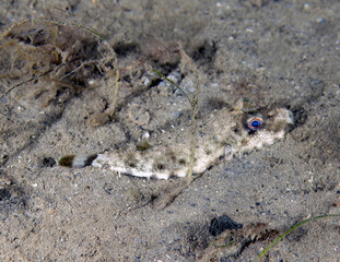 A Bandtail Puffer (Sphoeroides spengleri) in Florida, USA