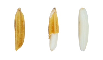 Set of Grain paddy and sticky rice white. Rice is cereal that is consumed by world's population as important food. especially in Asia. Local rice Northeast of Thailand. Seed isolated cutout PNG.