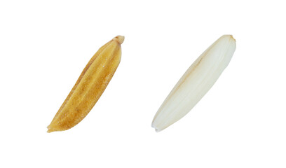 Grain of rice seed white isolated on cutout PNG. White grain sticky rice. Rice is cereal that is consumed by world's population as important food. especially in Asia. Local rice Northeast of Thailand.
