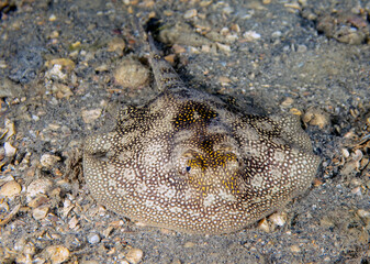 A Yellow Stingray (Urobatis jamaicensis) in Florida, USA