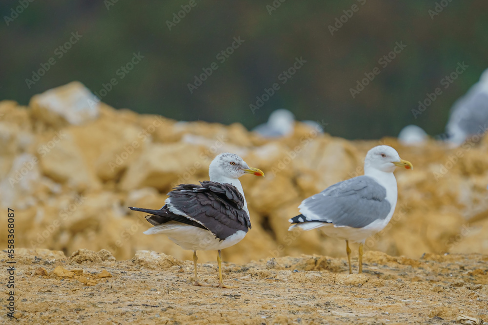 Canvas Prints lesser black-backed gull (larus fuscus) perched in the ground