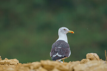 Lesser Black-backed Gull (Larus fuscus) perched in the ground