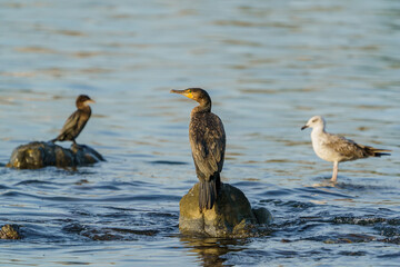 Great Cormorant (Phalacrocorax carbo) perched on a rock in the sea